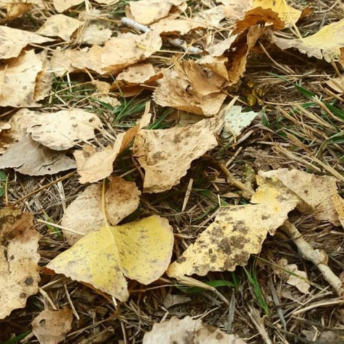 12096265_10154361321255021_3087931985567684561_n