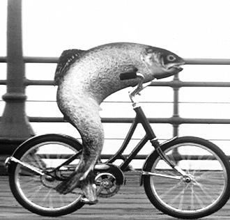 fish-on-bicycle