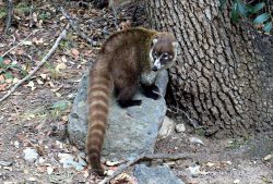 Brave New Industrial Tourism – Chiricahua National Park