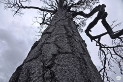 Bearing Witness: Fire, Flood, and a Changed Landscape
